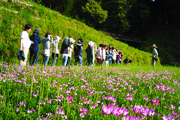 棚田に咲くレンゲの説明風景