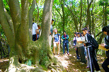 鴻巣山のタブノキの株立について説明